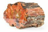 Polished, Petrified Wood (Araucarioxylon) Section - Arizona #229121-1